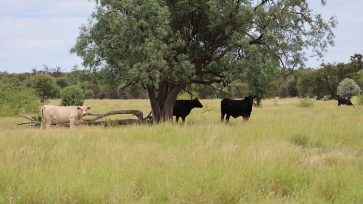 Very handy central western Queensland country has made $814/acre at a Ray White Rural auction. Picture supplied