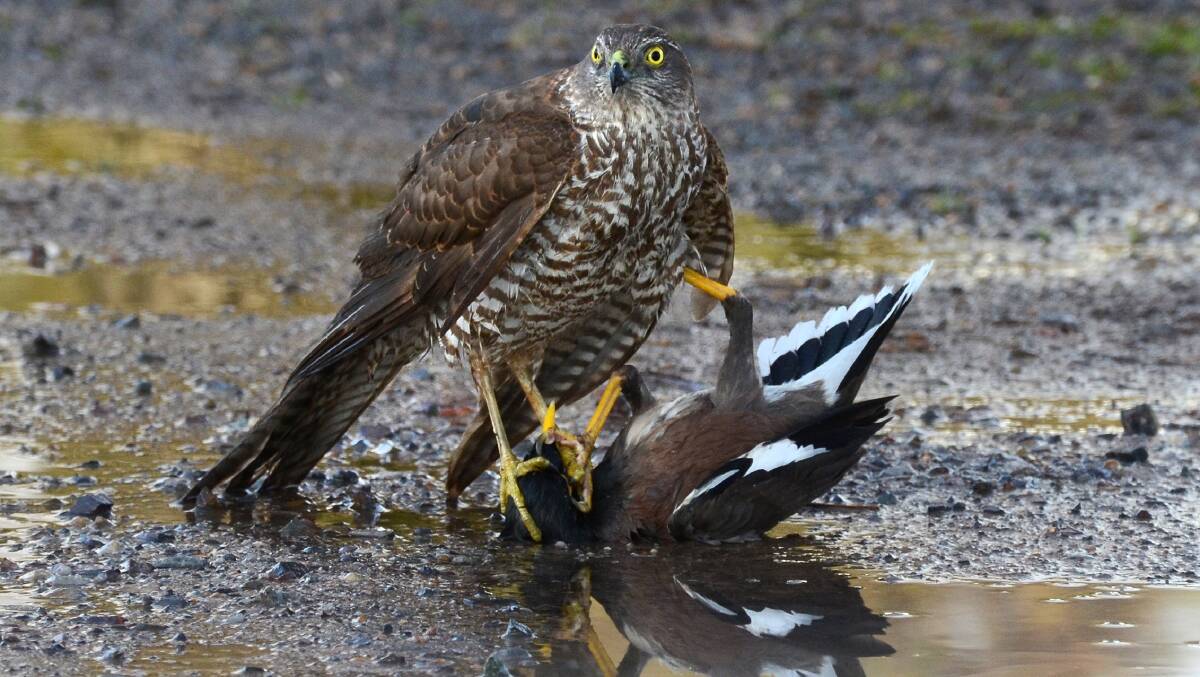 Second: A sparrowhawk taking down an Indian mynah in Benella, Victoria.Photo - Catherine Begley and the Invasive Animals CRC.