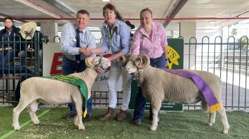 Lyndon Fry and Tara Kempston, Silverdale Dorset Stud, Inglewood, with the champion and reserve champion Dorset Horn rams with judge Leslie Brewer (centre).