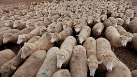 The Australian wool market was subject to crazy gyrations last week.