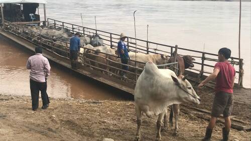 CROSS BORDER EXPORTS: Cattle and buffalo being shipped from Thailand to Laos.