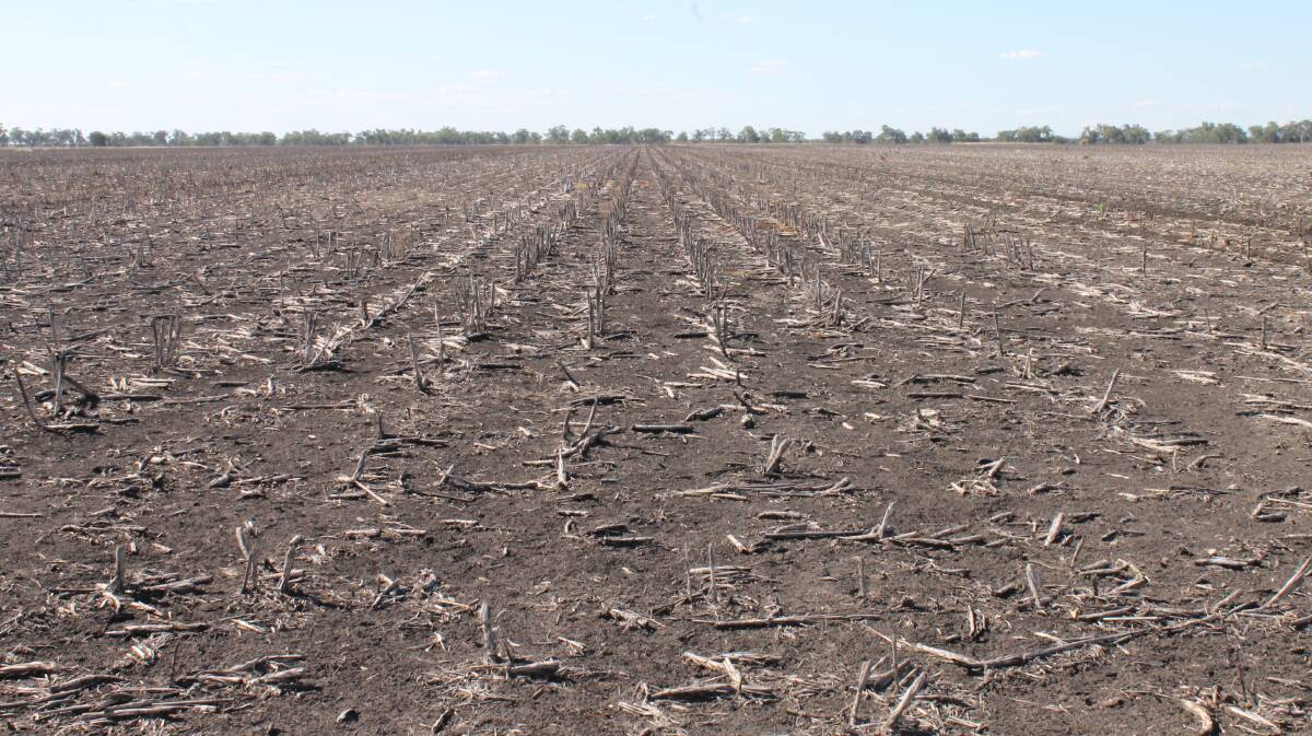 St Clare has 182 hectares of zero till fallow dryland country. 