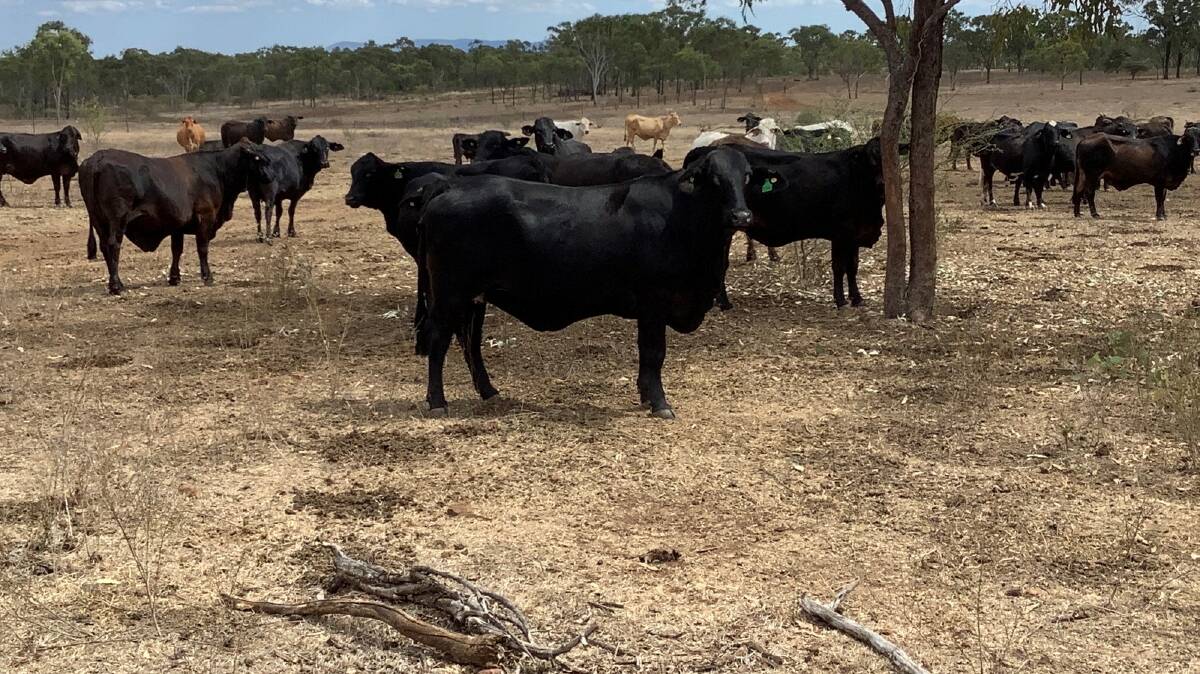 WALK IN, WALK OUT:: The Home Hill property Leichhardt Creek with 2120 cattle will be auctioned with 2120 cattle on October 1.