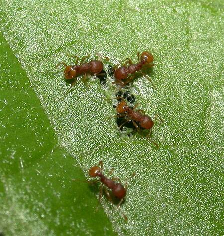 The electric ant is a category 1 restricted pest under the Biosecurity Act 2014.