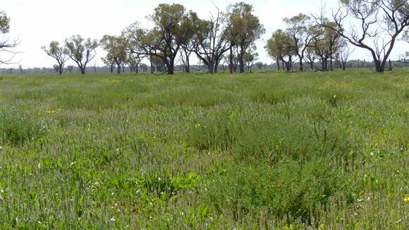 The well improved Cunnamulla property Glencoe has been listed for $4.1 million.