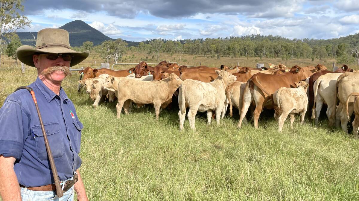 Dick (pictured) and Cate Buckham, Tarome, will have about 150 Charolais/Droughtmaster weaners at Toogoolawah.