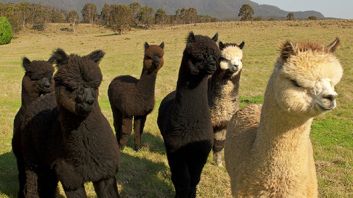 IN DEMAND: Canada has opened its doors to highly sought-after Australian alpacas. Photo - Australian Alpaca Association.
