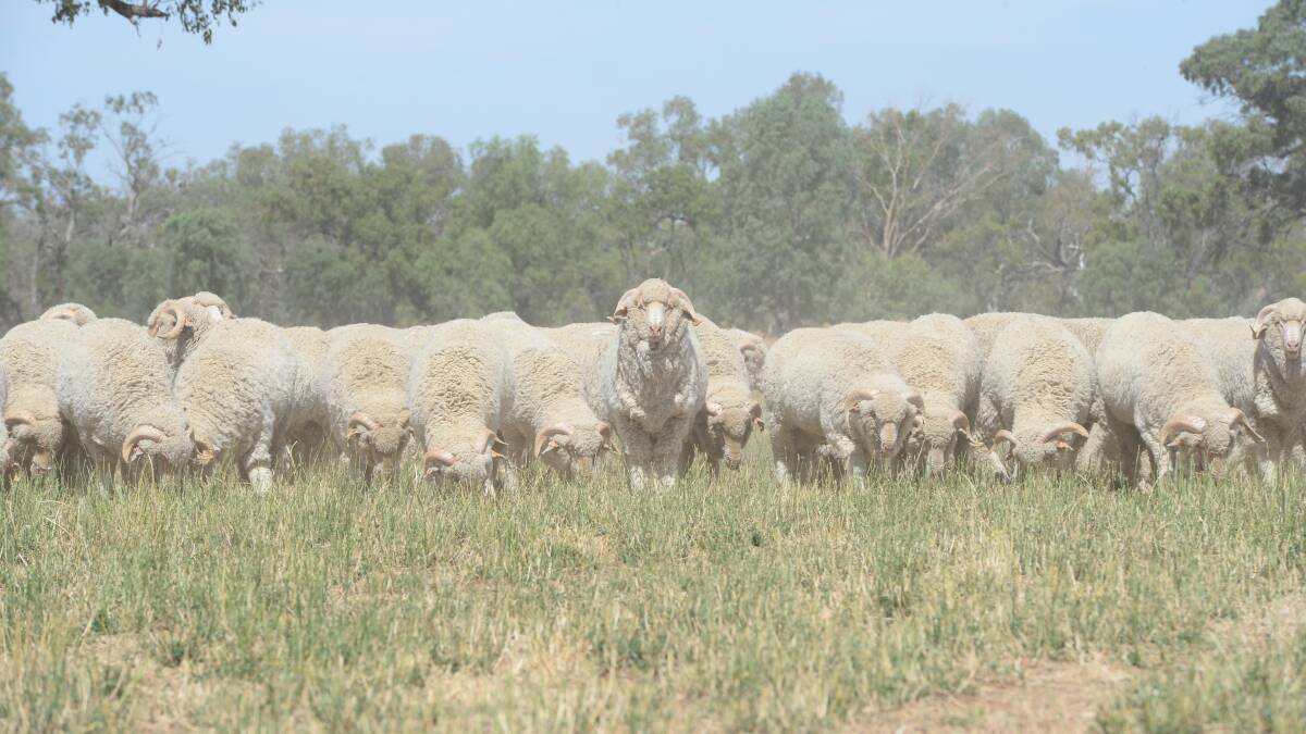 Securing the Merino industry's future | Video