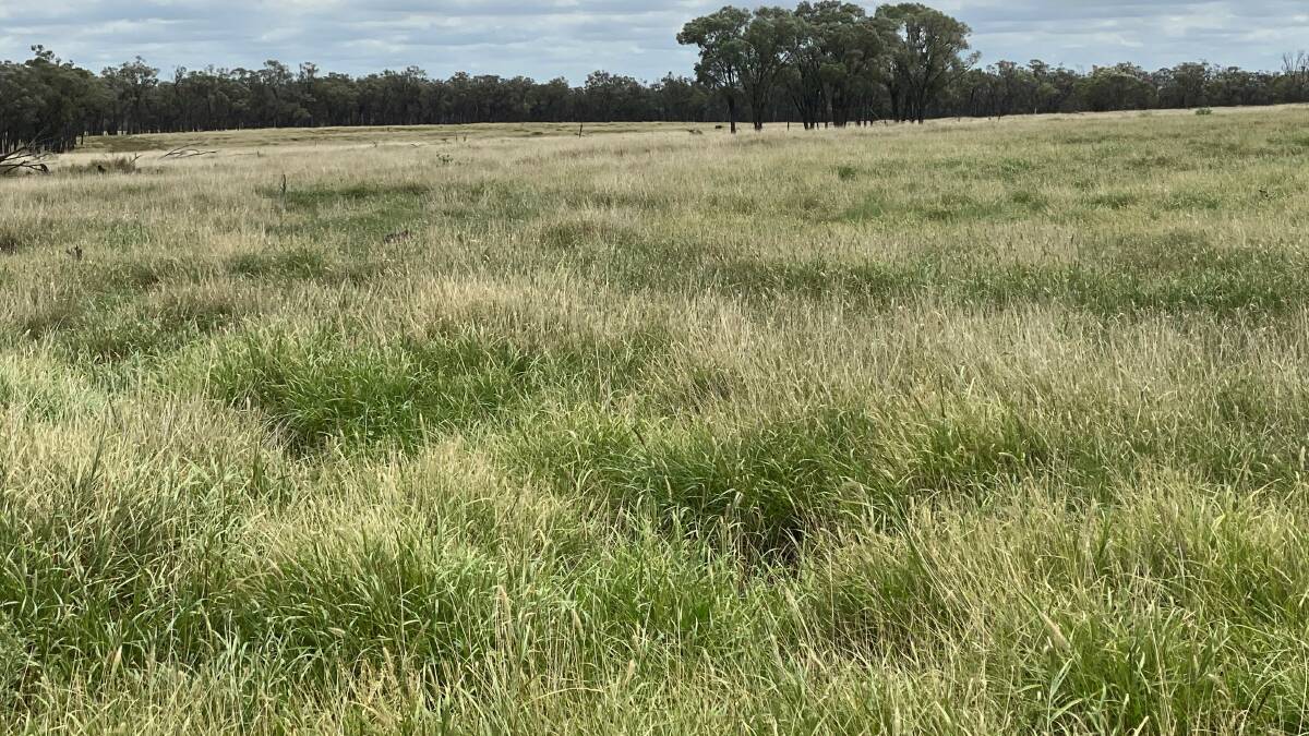 Carlow features exceptional buffel grass pasture.