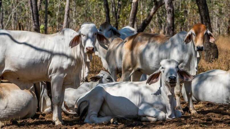 Watson River Station has a quality herd of Brahman cattle.