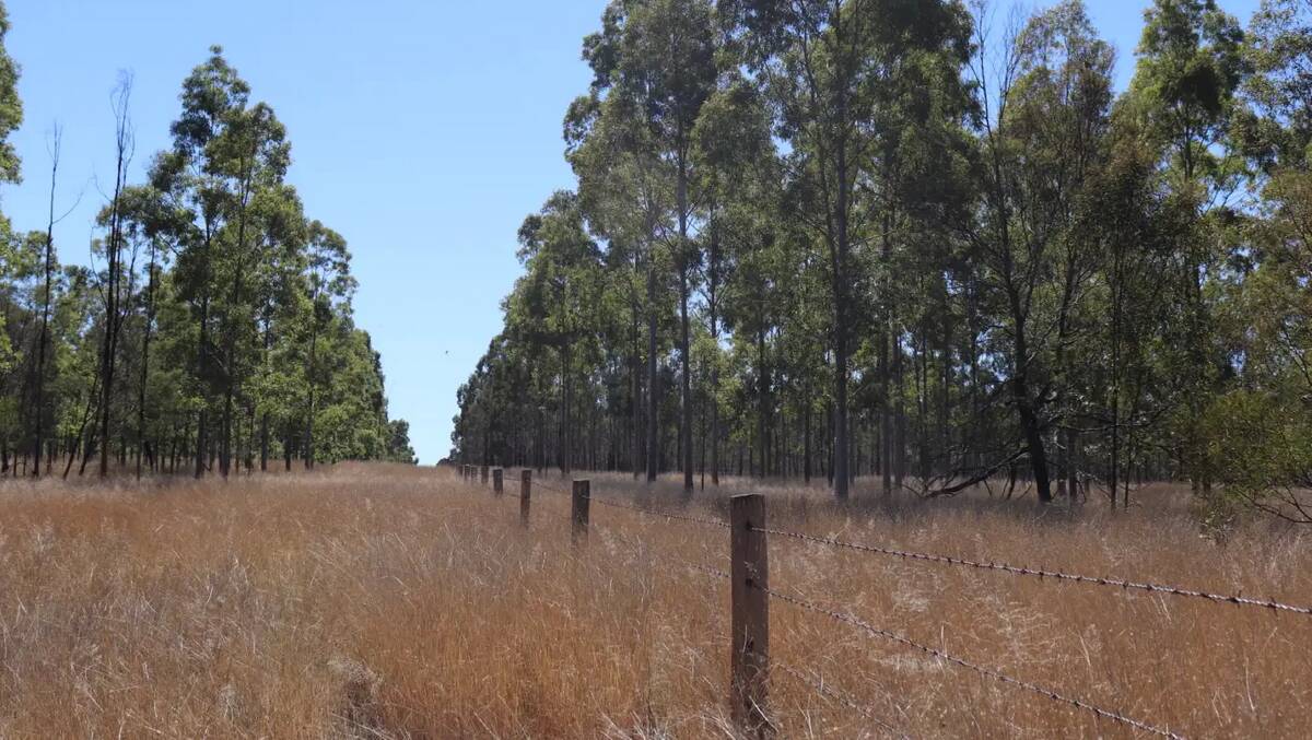 ONLINE AUCTION: Eleven of the 16 dual timber/grazing properties have sold.