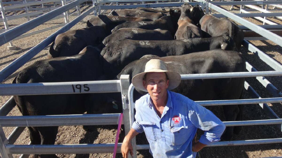 IN DEMAND: Bill Eggleston, Biarra, with Brangus milk tooth steers that sold for $1600 at Toogoolawah on Friday.