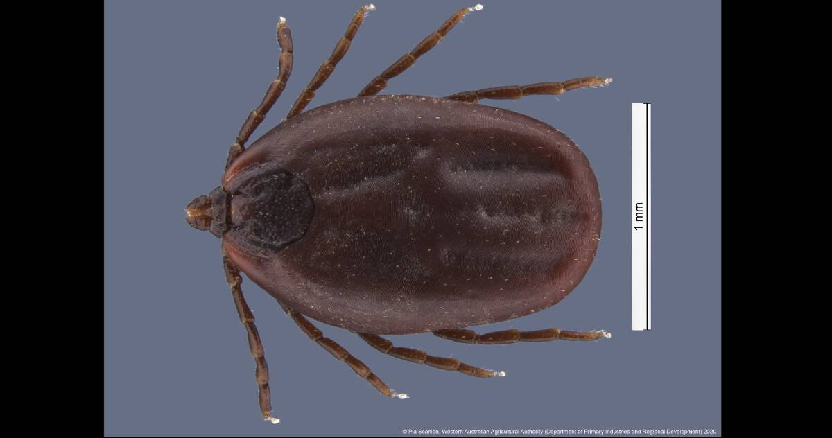Dogs become infected with ehrlichiosis canis after being bitten by an infected tick, typically the brown dog tick (pictured).