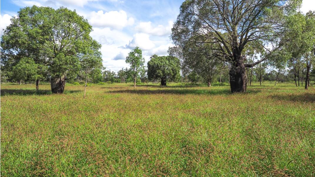 Coonabar is presented with a dense feed bank of quality pasture, including buffel, green panic, native grasses, and assorted legumes.