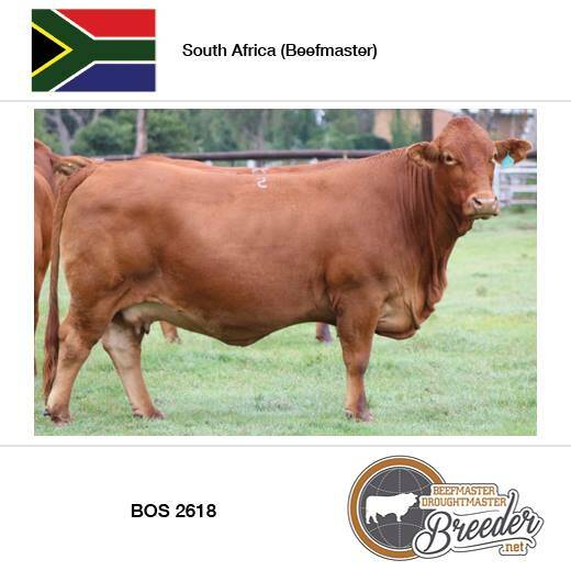 The third placed South African entry.