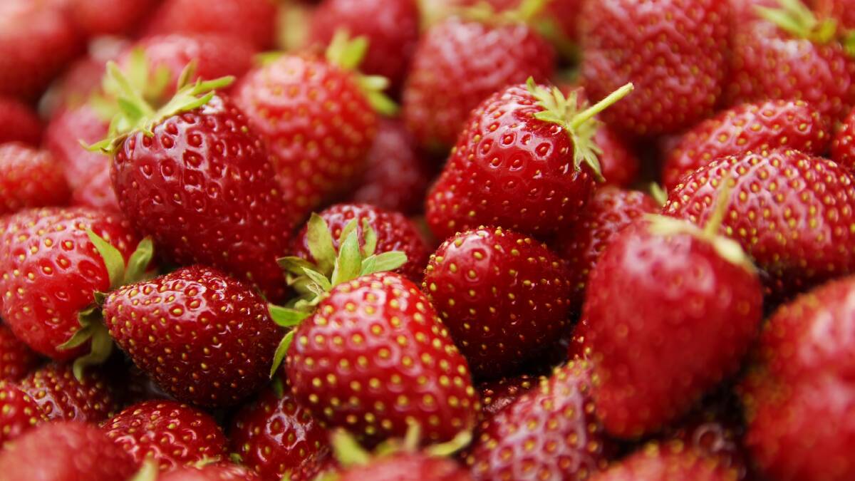 FOOD TAMPERING: Strawberry growers are urging perspective after sewing needles were in found in fruit contained in three punnets.