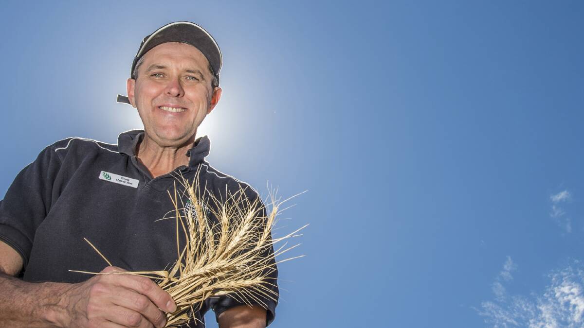 BETTER CROPS: CSIRO wheat geneticist Greg Rebetzke is committed to delivering traits and germplasm for improving wheat’s water use efficiency, as well as weed-competitiveness.