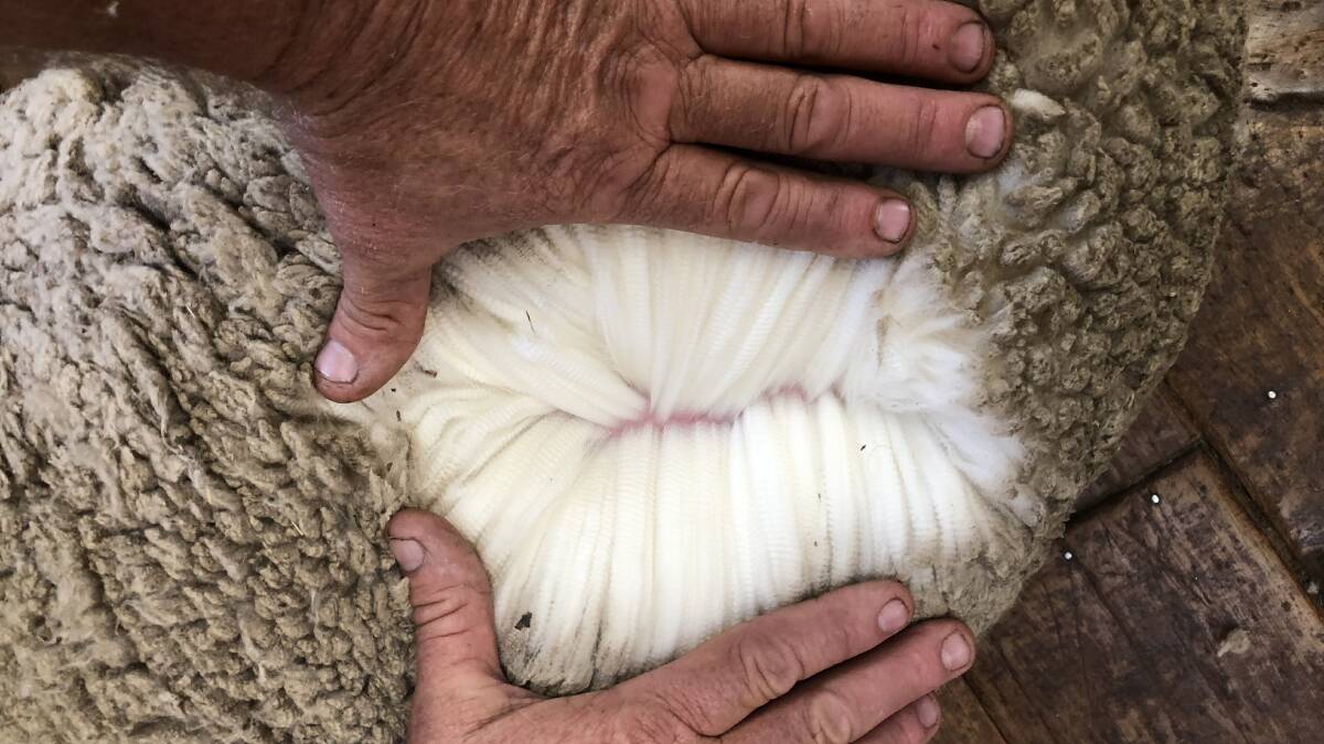 ON THE RISE: The wool market saw rises of between 10c and 30c in most of the major Merino fleece categories. 