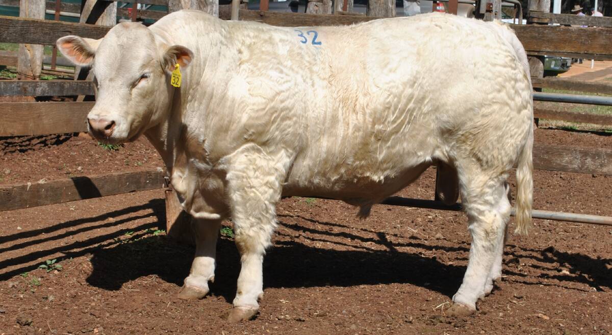 The $26,000 sale topping bull Charnelle Quartermaster by Johnny (Fr).