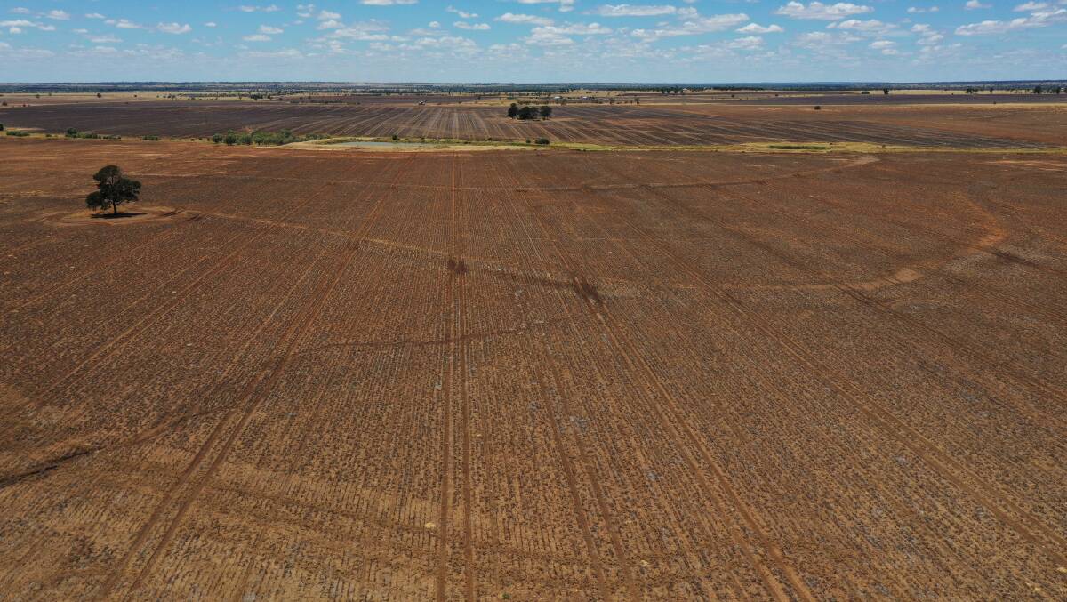 Some 547ha of the brigalow/belah black soil country is cultivated, producing wheat and chickpeas in a rotation.