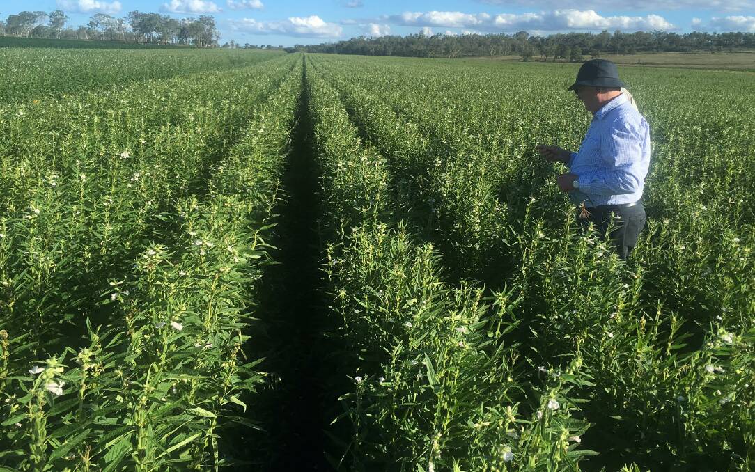 CLOSED SESAME: Peter Brodie from PB Agrifood in Toowoomba examining the new generation "shatter resistant" sesame developed by Israeli company Equinom.