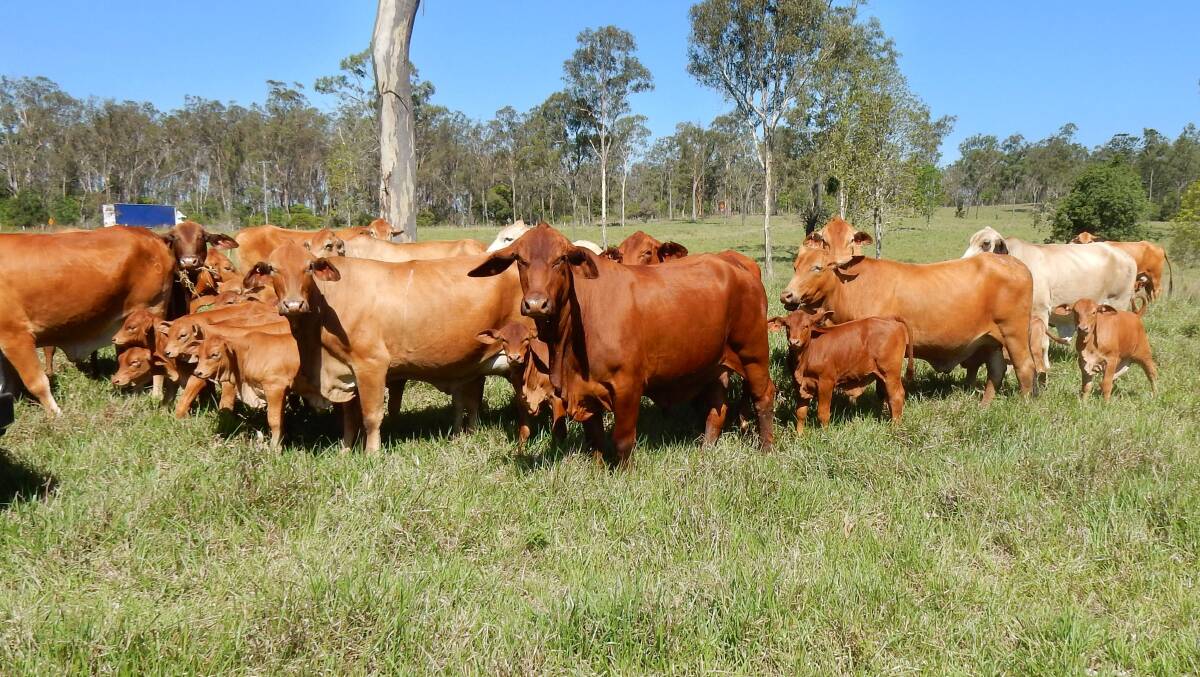 A quality herd of Droughtmaster cattle was included in the sale along with an extensive list of equipment.