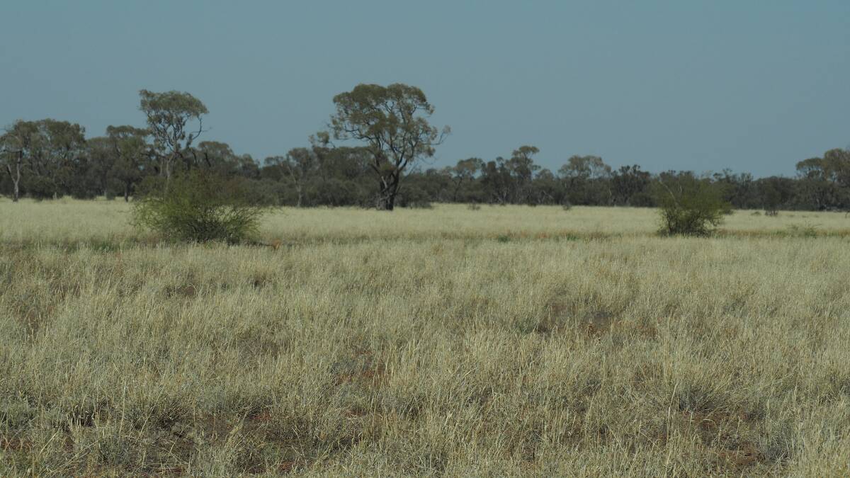 The property is heavily grassed with strong strands of Mitchell supported by soft herbages and Flinders grass in season.