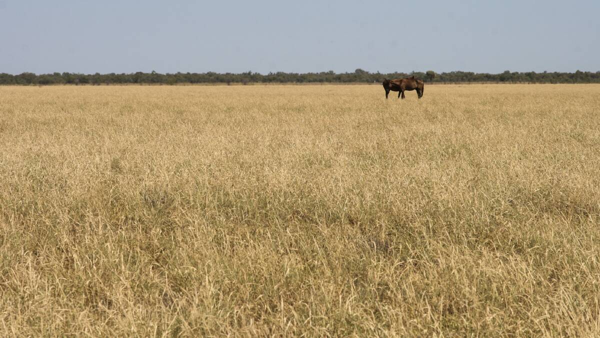 VERSATILITY: The Longreach property Dillulla was passed in for $1.98 million at a Ray White Rural today.