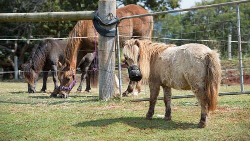 Laminitis affects up to 20 per cent of ponies.