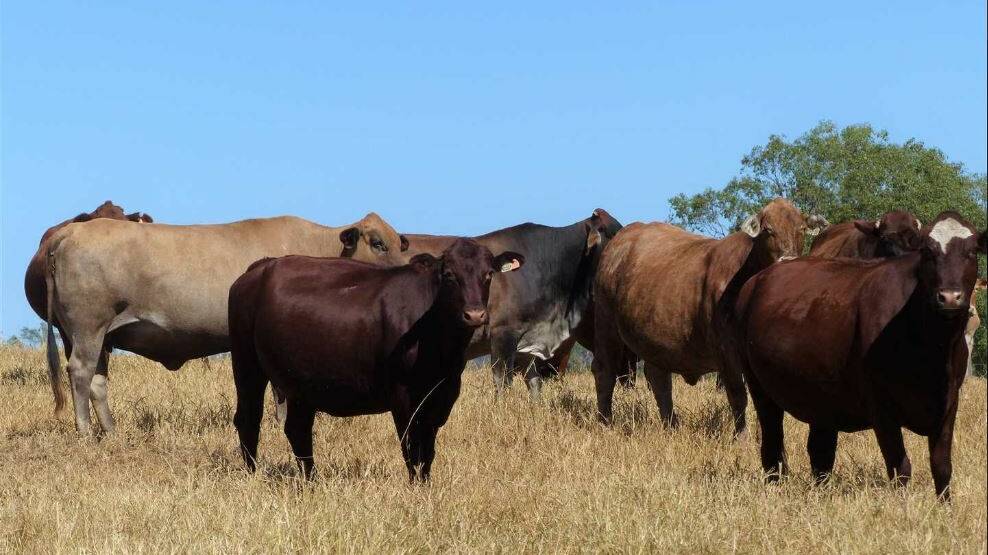 Kilto is estimated to carry 1250 steers or 700 breeders and their progeny.