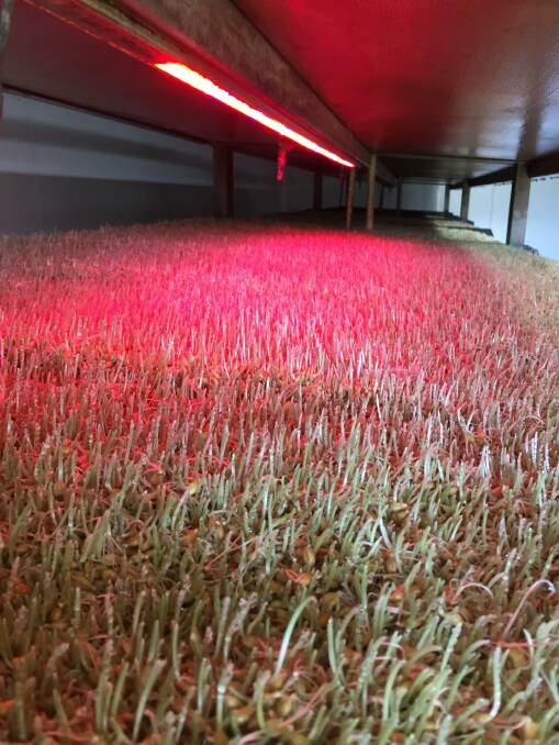 The barley seed is sprouted under growth lights.
