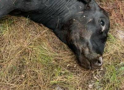 RURAL CRIME: Thieves have killed and butchered a $3000 steer in the Brisbane Valley, adding insult to injury by taking only a fraction of meat.