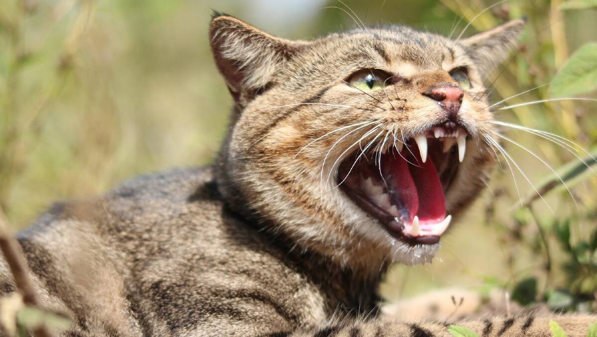 Feral cats have contributed to the extinction of 27 native species. Photo - Andrew Cooke
