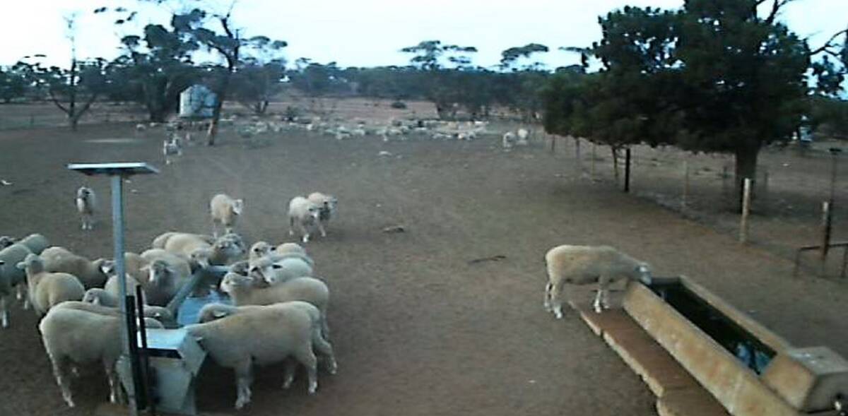 CLEAR PREFERENCE: Feedlot lambs congregating on the trough with constantly circulating clean water, rather than drinking from a typical trough with less-appealing water. 