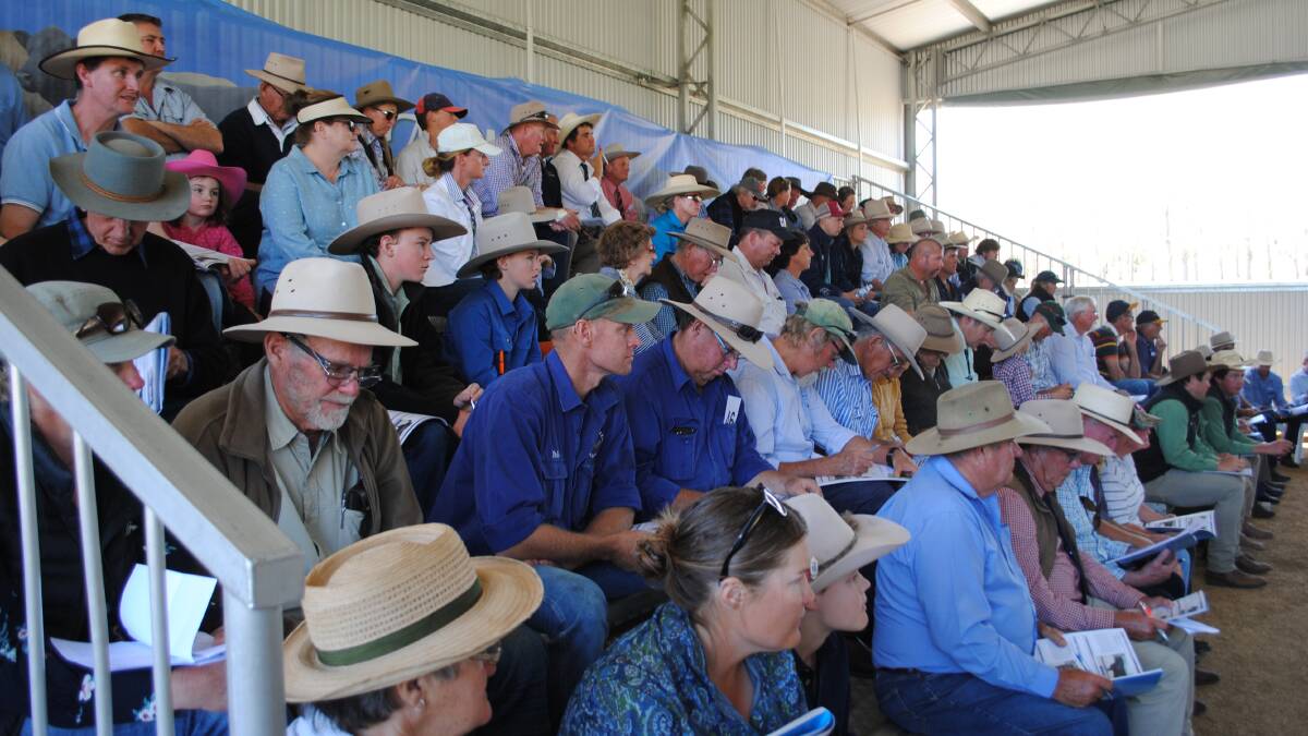 Part of the big crowd at the Ascot spring bull sale.