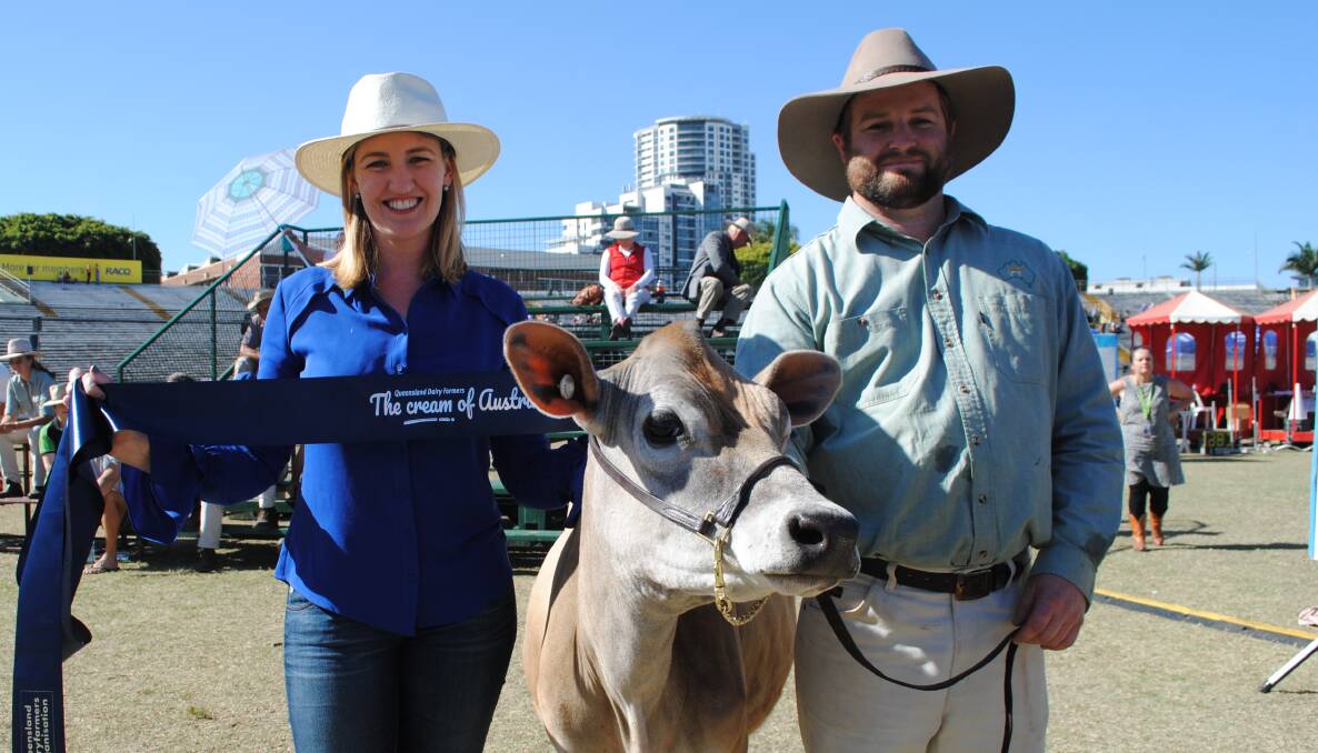 Small Business Minister Shannon Fentiman decorating the cutest cow of the show, the aptly name Withawye Beauty Queen, shown by James Dunne, Beaudesert,