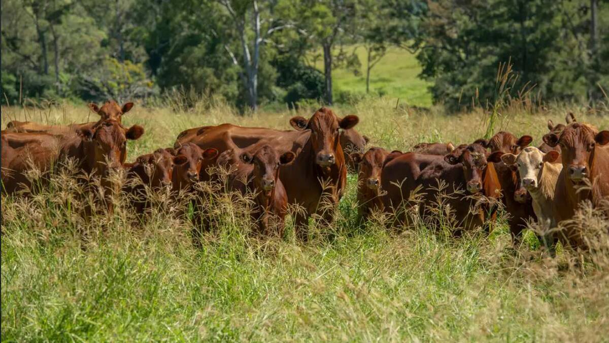 The supply of nutrients to cows needs to be carefully managed in both the pre-calving and pre-joining stages. 