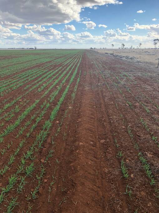 Growing crop in deep ripped red soil on the left, while the crop on the unripped right continues to struggle.