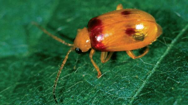  GROWER ALERT: Red-shouldered leaf beetles have been detected in Burdekin mungbean crops.