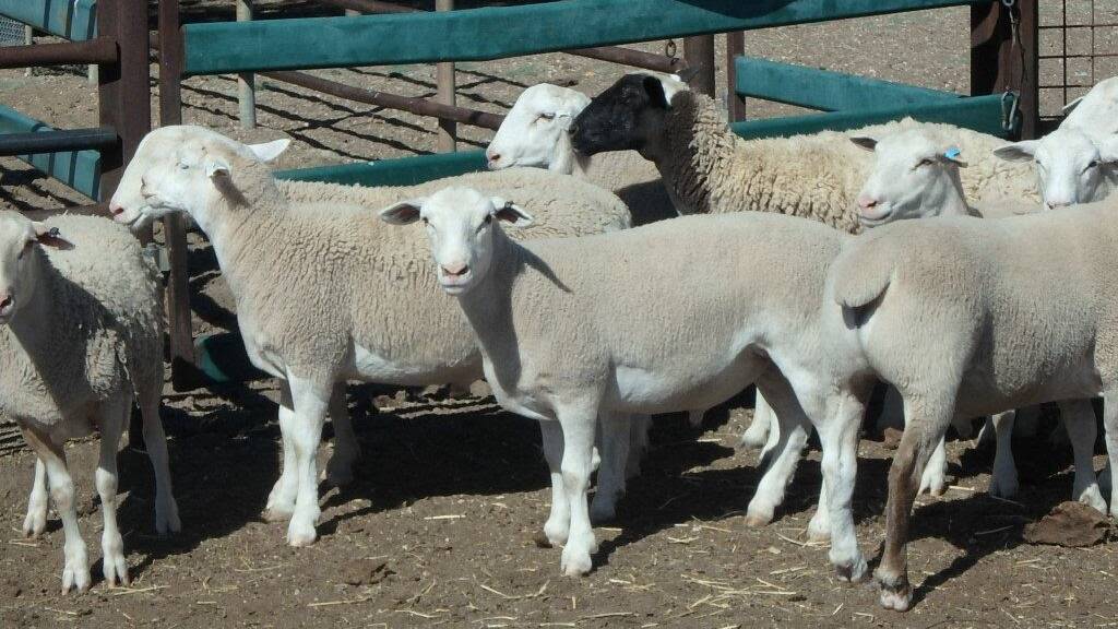 MISSING: Two sheep stolen from yards attached to an abattoir at Winton.