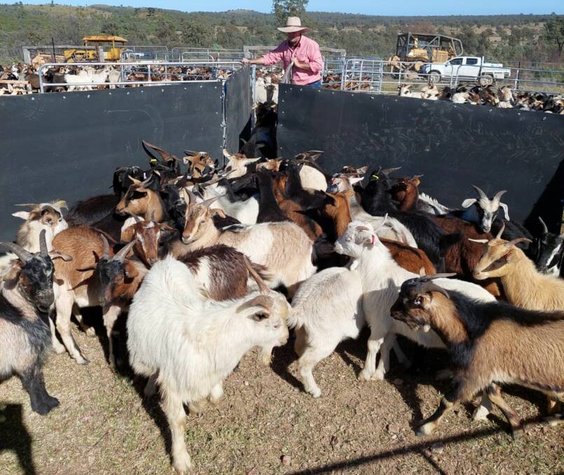 NEW DIRECTION: Elders Inglewood branch manager Ben Hammond drafting goats on Dunblane, Yuraraba.