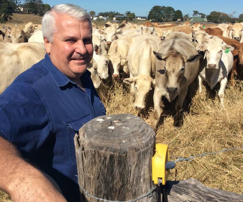 BETTER IN BLONDE: Terry Nolan with his Blonde d'Aquitaine-cross breeding herd, which is producing 280kg carcase animals at 12 months of age. 