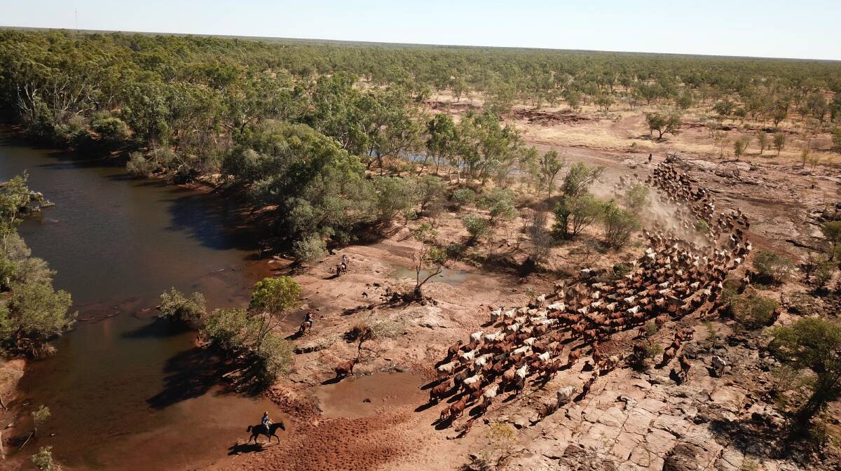 The Australian livestock sector is undergoing an on-farm animal welfare revolution, thanks to pain relief.