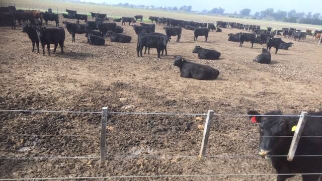 Angus cattle in the Conecar Feedlot in Argentina's famed Panpas region.
