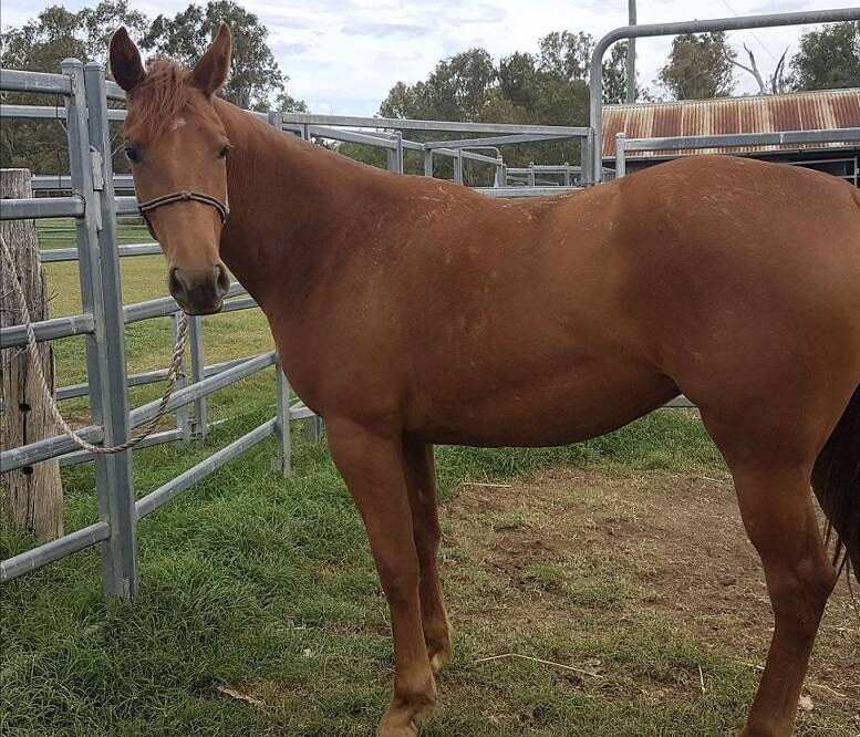 Drover’s horse goes missing