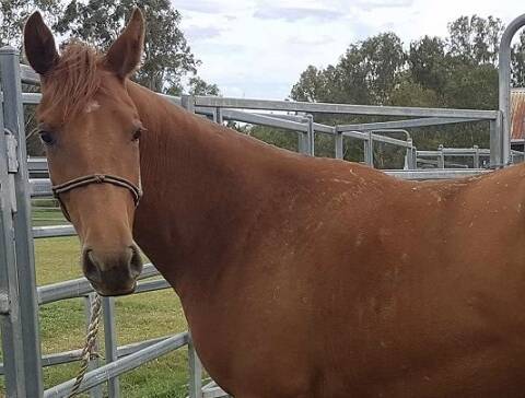 MISSING: A two-year-old filly has disappeared from a droving plant between Rolleston and Springsure. 