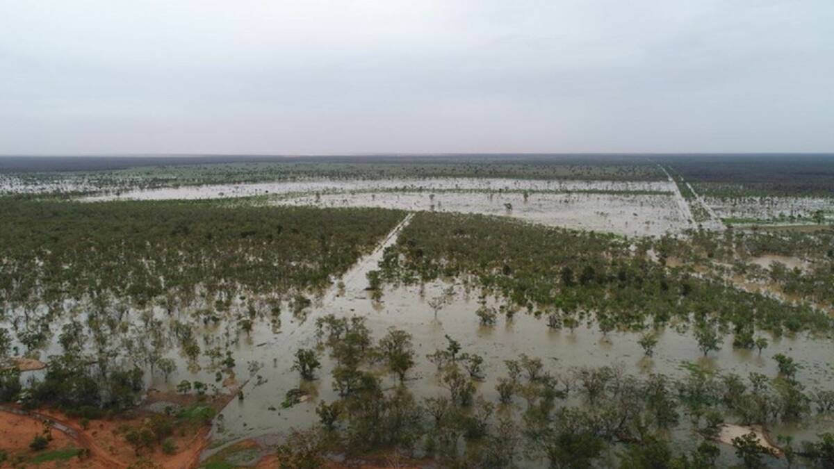The operation has 7400 hectares of regularly flooded and recently inundated Wallam Creek flood plain. 
