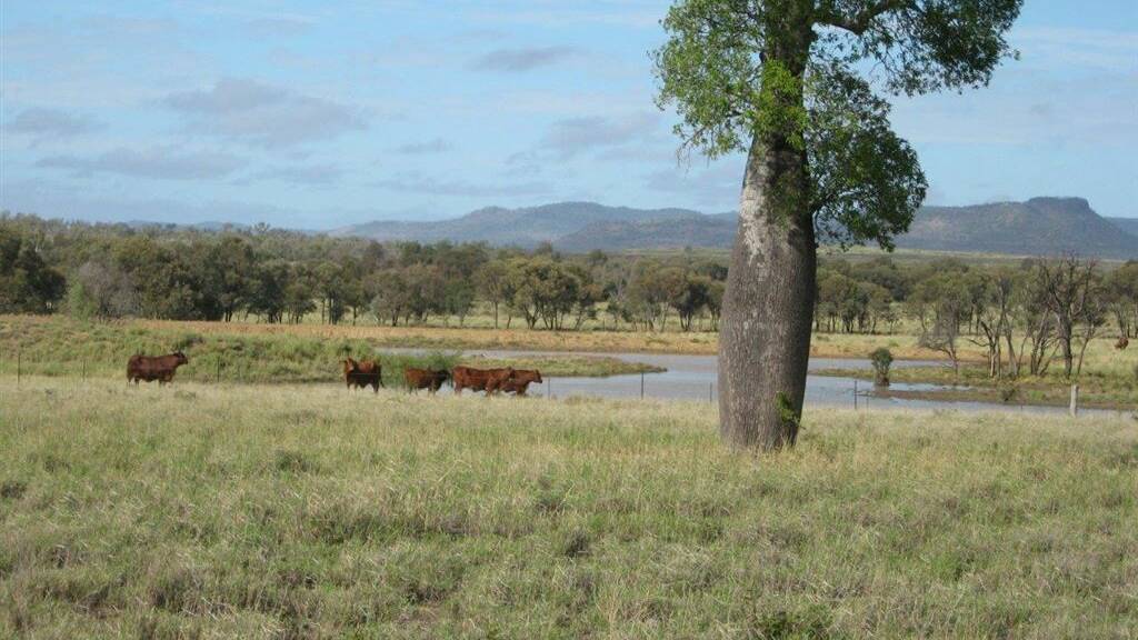 RED HOT: Springsure property Crystal Plains sold at auction for $5.5 million.