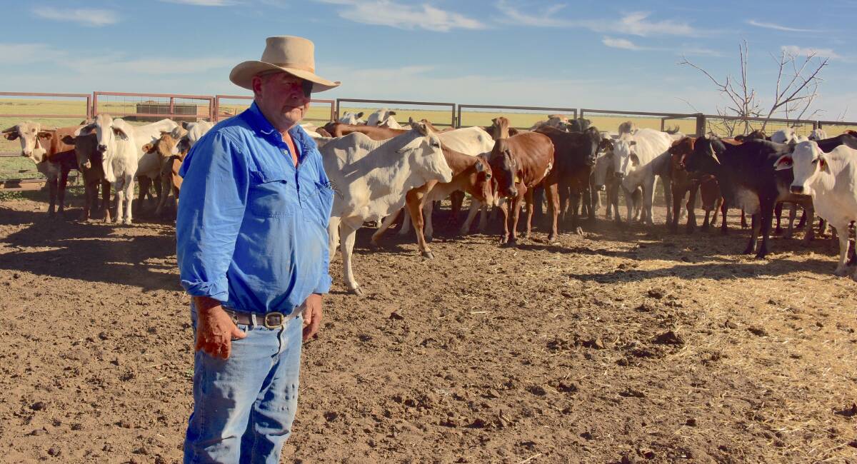 Jeff (pictured) and Debbie Nichols have taken delivery of 39 replacement Brahman cows for their Winton property. 