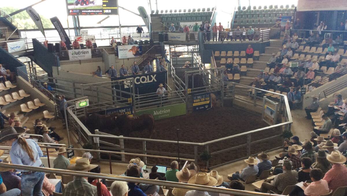 Bulls sold to a top of $100,0000, to average $10,032 on Day Two of the Droughtmaster National Sale at CQLX Gracemere.